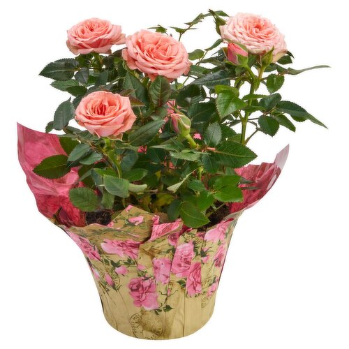 Mini Rose 4"