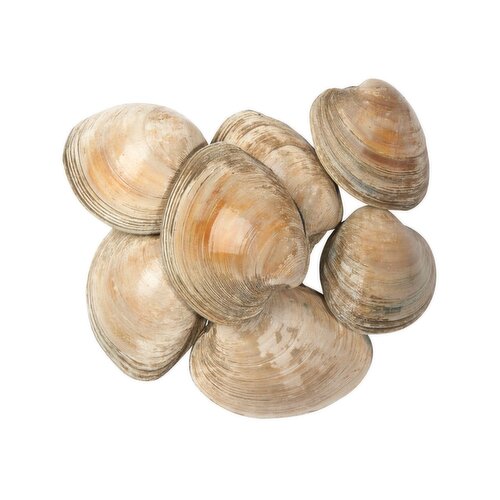 Fresh Chowder Clams