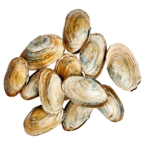 Steamer Clams