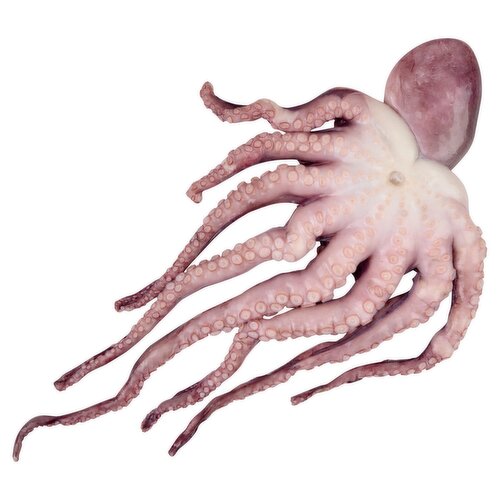Fresh Octopus, Whole Cleaned