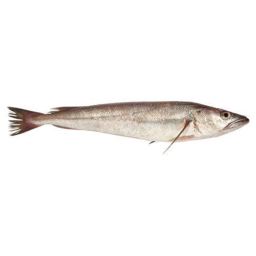 Fresh King Whiting