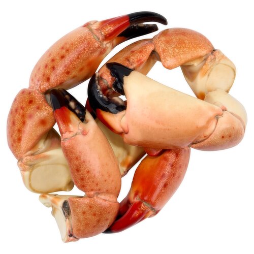 Fresh Stone Crab, Wild Caught, Medium, Cooked