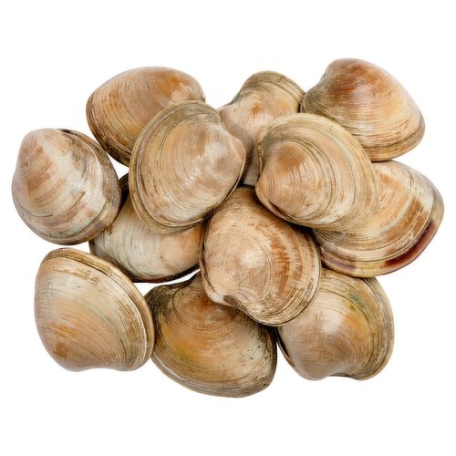 Fresh Farm Raised Little Neck Clams