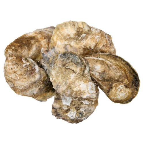 Fresh Duxbury Oysters, Live, Farm Raised