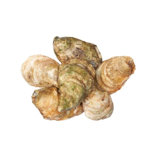 Malpaque Oysters, 1 ea.
