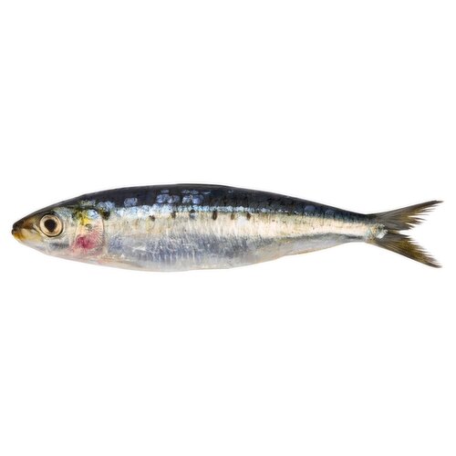 Fresh Whole Sardines