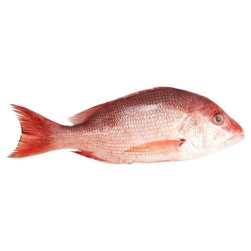 Fresh American Red Snapper