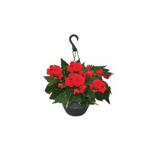 The Floral Shoppe Hanging Basket Premium - 10 Inch, 1 each