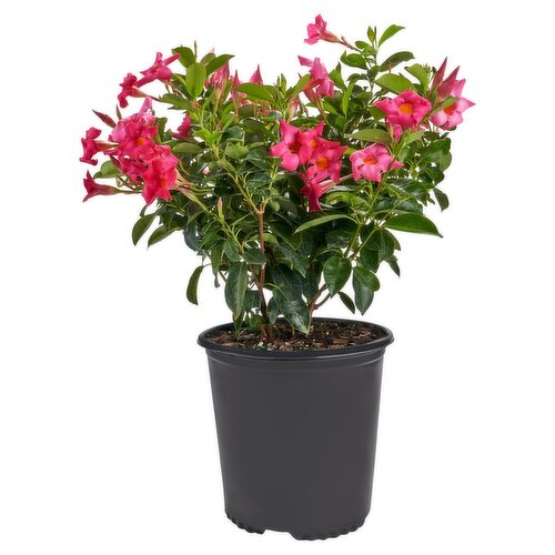 Dipladenia Bush 10"