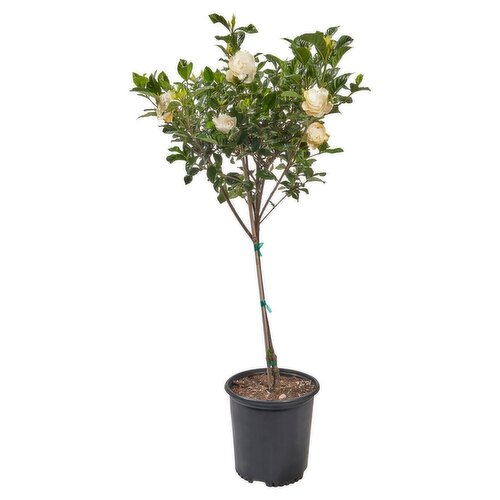 Gardenia Tree 10"