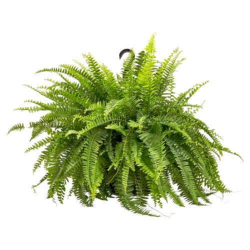 Fern Hanging Basket 10"