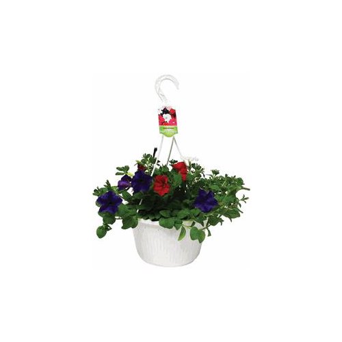 The Floral Shoppe Premium Flowering Hanging Basket, 1 each