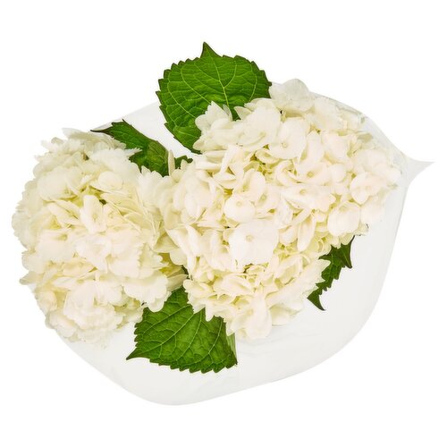 White Hydrangea Bunch