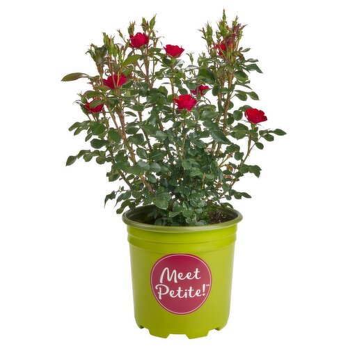 2 Gallon Knock Out Rose
