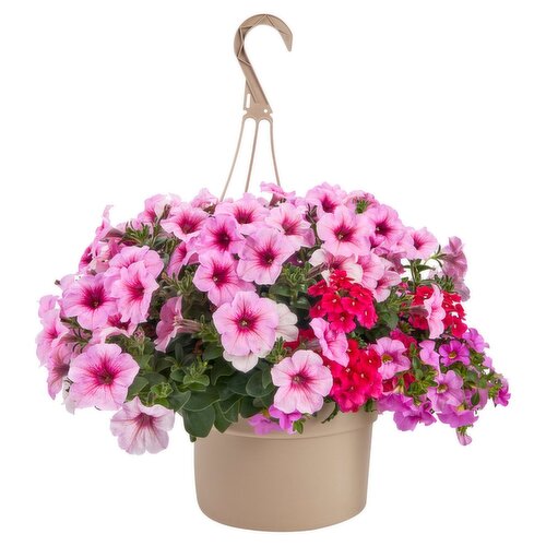 10" Annual Hanging Basket