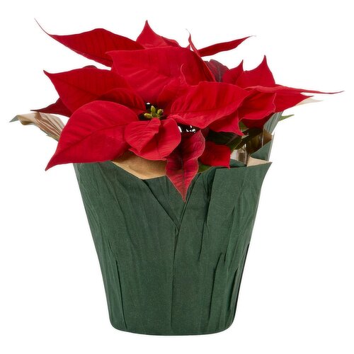 Branched Poinsettia 4.5"