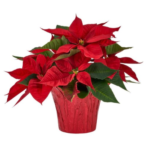 Red Poinsettia 6"