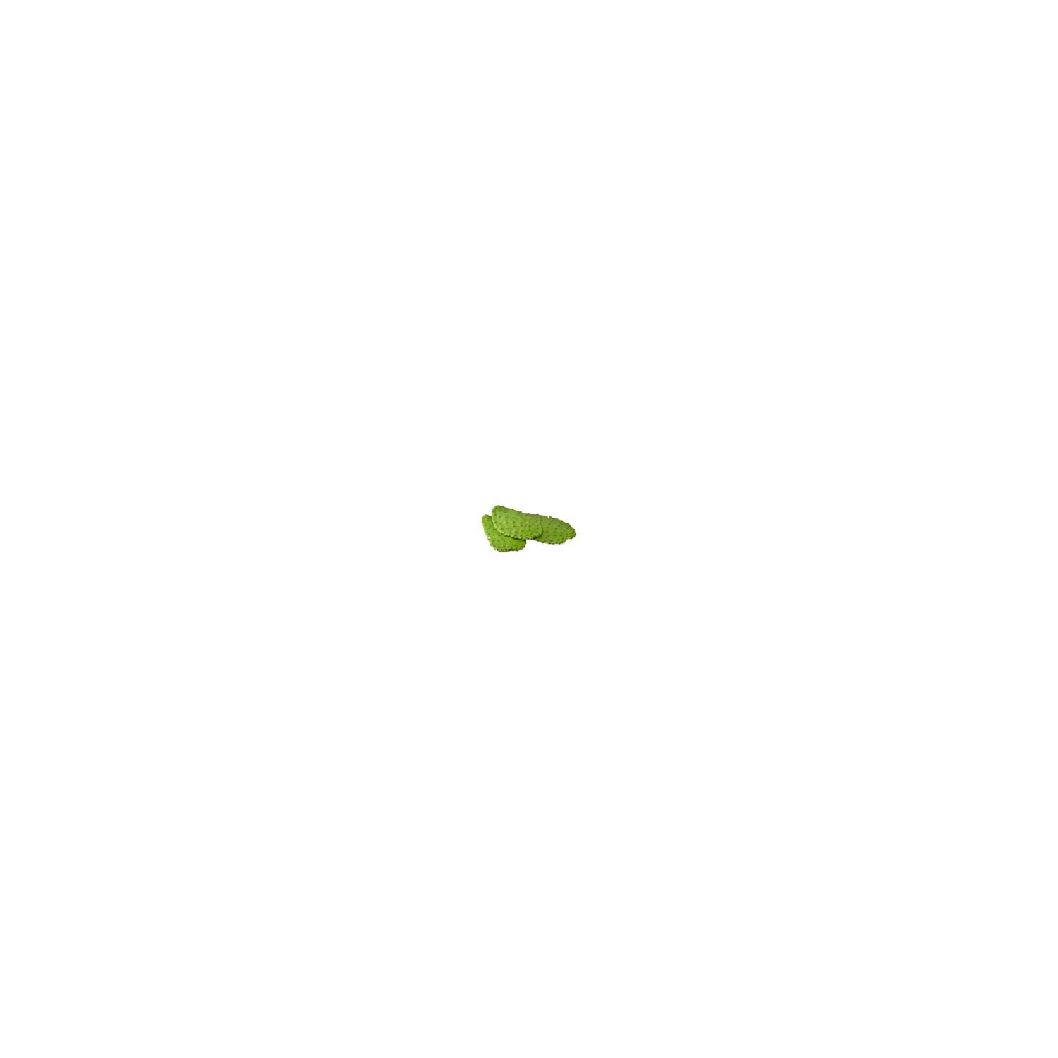 Fresh Cactus Leaves