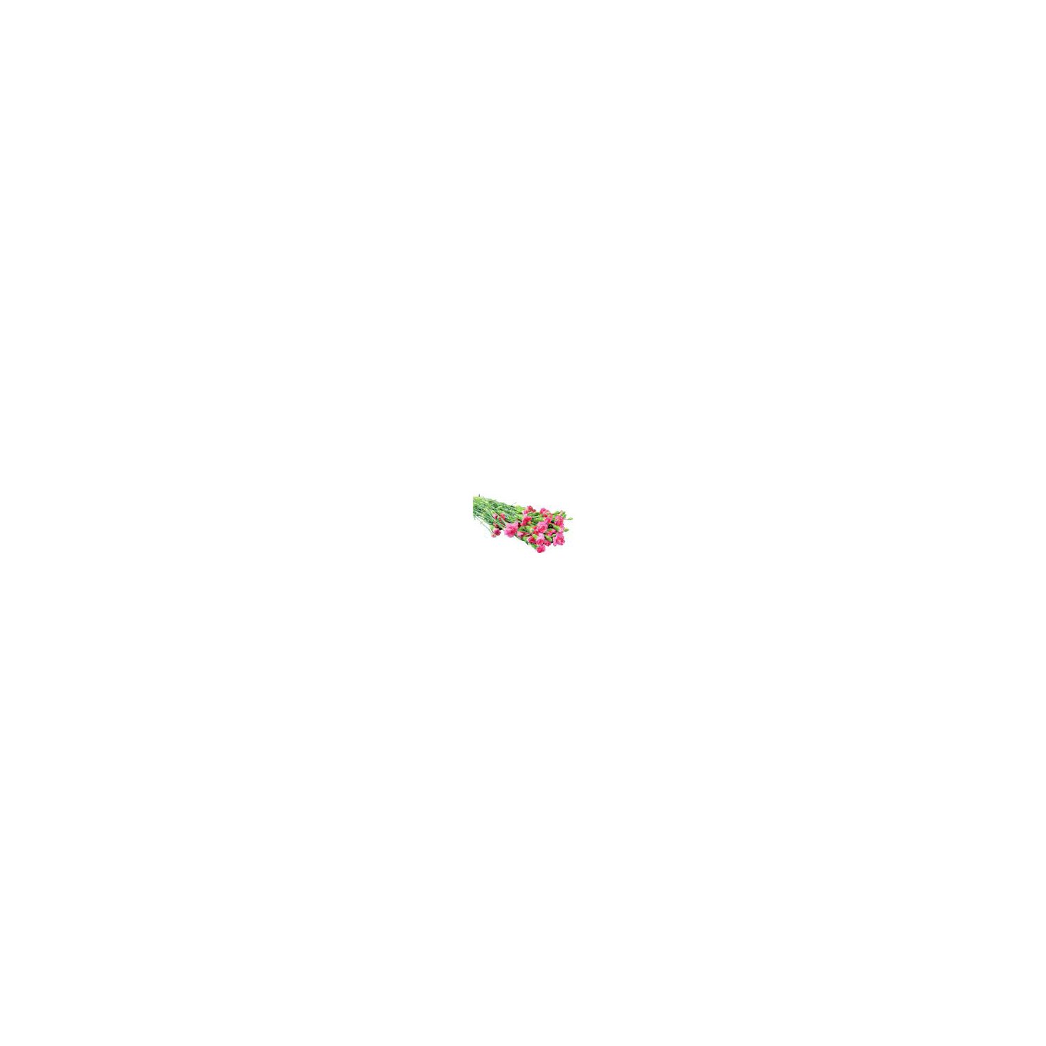 The Floral Shoppe Poms 7-Stem Bunch