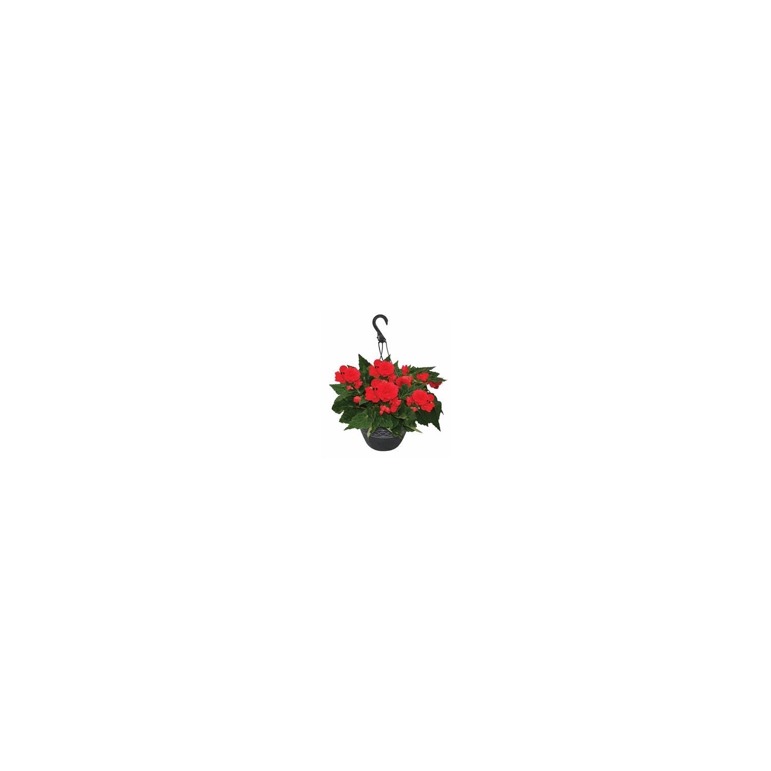 The Floral Shoppe Premium Hanging Basket